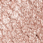 22 Sparkling Shell
