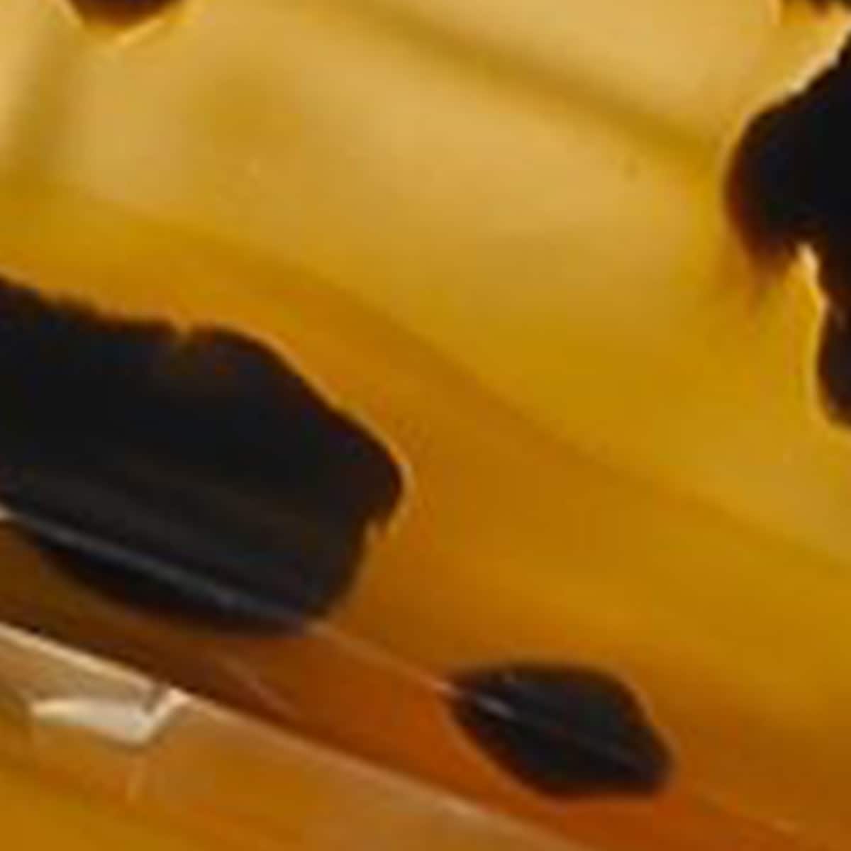 Schildpad